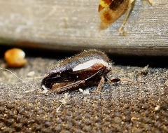 Ophiderma flavicephala