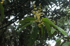Aniba robusta