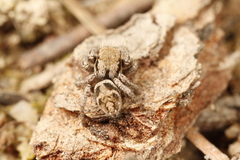 Habronattus festus