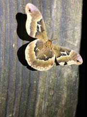 Callosamia angulifera