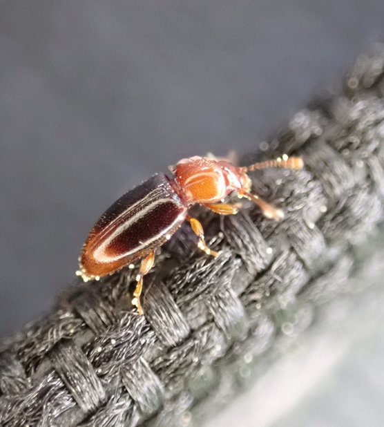 Rhanidea unicolor