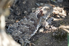 Phrynosoma blainvillii