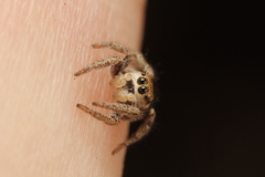 Habronattus festus