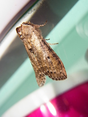 Neoploca arctipennis