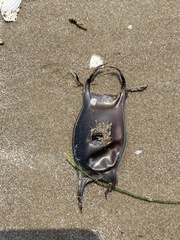 Rostroraja eglanteria