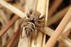 Habronattus festus