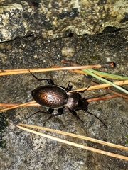 Carabus lusitanicus