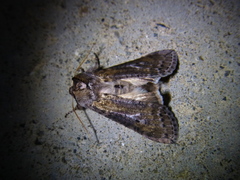 Neoploca arctipennis