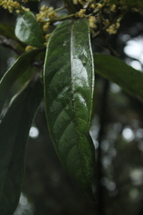 Aniba robusta