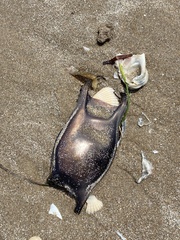 Rostroraja eglanteria