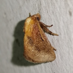 Euprosterna sapucaya