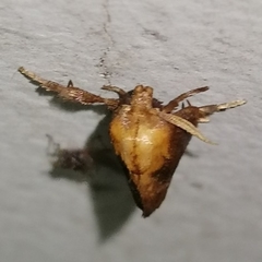 Euprosterna sapucaya