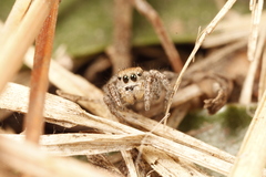 Habronattus festus