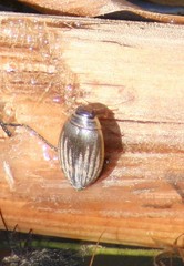 Acilius semisulcatus