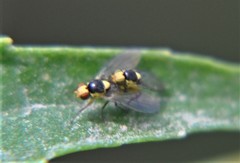 Liriomyza sativae