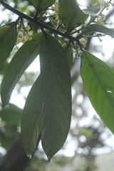Aniba robusta