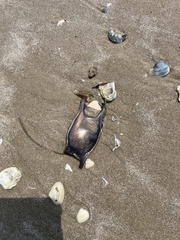 Rostroraja eglanteria