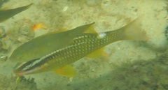 Parupeneus ciliatus