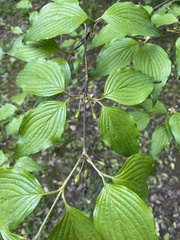 Cornus officinalis