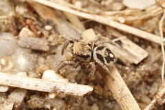 Habronattus festus