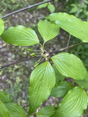 Cornus officinalis