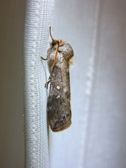 Demopsestis punctigera