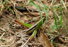 Staurorhectus longicornis