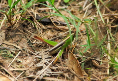 Staurorhectus longicornis