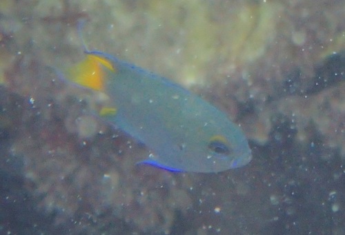 Neopomacentrus bankieri