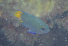 Neopomacentrus bankieri