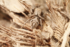 Habronattus festus