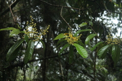 Aniba robusta