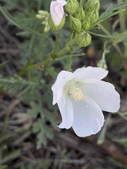 Callirhoe alcaeoides