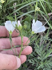 Callirhoe alcaeoides