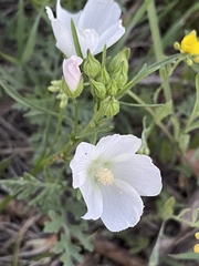 Callirhoe alcaeoides