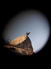 Pteroptochos megapodius