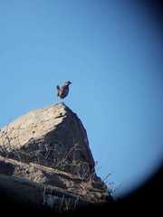 Pteroptochos megapodius