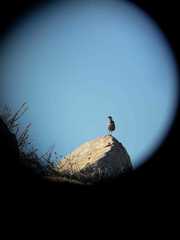 Pteroptochos megapodius