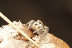 Habronattus festus