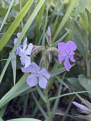 Phlox pilosa