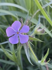 Phlox pilosa