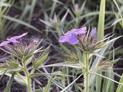 Phlox pilosa