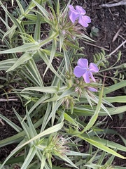 Phlox pilosa