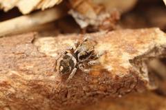 Habronattus festus