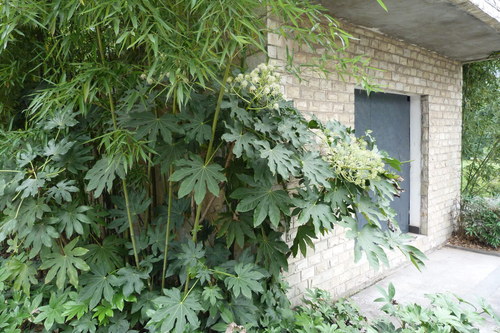 Fatsia