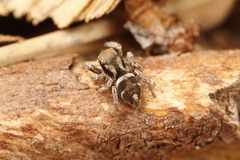 Habronattus festus