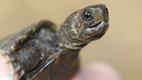 Eastern Mud Turtle, photo 10 of 10