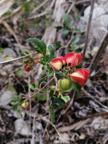Paullinia fuscescens