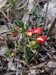 Paullinia fuscescens