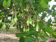 Anacardium occidentale